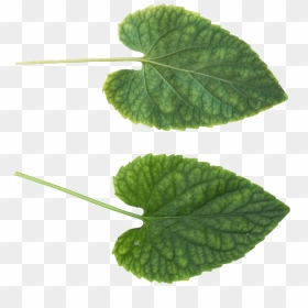 Green Leaves Png Image Free Download - Leaf Texture Transparent Background Png, Png Download - green leaf png
