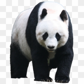 Cubs Png, Transparent Png - cubs png