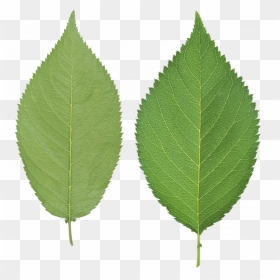Download For Free Green Leaves Png Clipart - Real Leaf No Background, Transparent Png - green leaf png