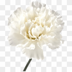 Carnation Flowers Png Image File - White Scabiosa Cut Flower, Transparent Png - carnation png