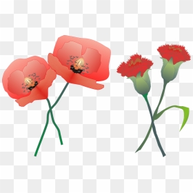 Claveles .png, Transparent Png - carnation png