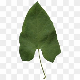 Alpha Leaf Texture Png, Transparent Png - green leaf png