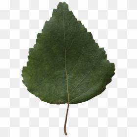 Birch, HD Png Download - green leaf png