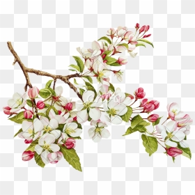 Botanical Watercolor With Spring Apple Tree In Blossom - Spring Forward 2020 Date, HD Png Download - apple tree png