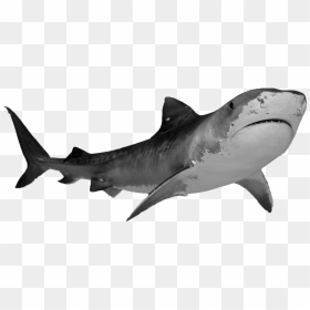 1 2 3 Magnifying Glass Png No Background - Transparent Background Shark Transparent, Png Download - magnifying glass png no background