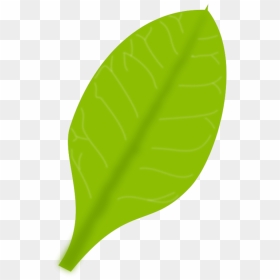 Green Leaf - Real Single Green Leaf Transparent Background, HD Png Download - green leaf png