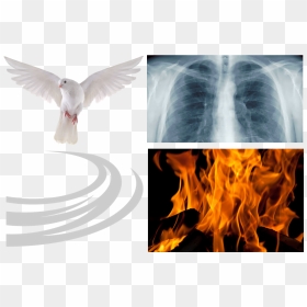 Holy Spirit Bird Breath Blow Burn - Bakar Baju, HD Png Download - holy spirit png