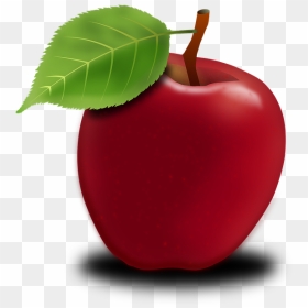 Apple Fruit Information In English, HD Png Download - apple tree png