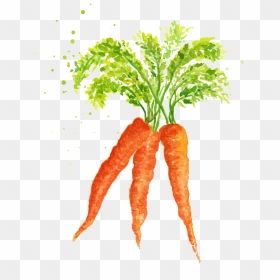 Watercolor Vegetables And Carrots Png Material - Watercolor Vegetables Png, Transparent Png - vegetable png