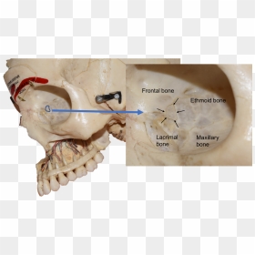 Lacrimal Bone Real Skull, HD Png Download - skull and crossbones png transparent background