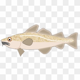 Fish,cod,trout - Cod, HD Png Download - cod png