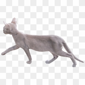 Cat Png Image With Transparent Background - Transparent Background Cat Walking Png, Png Download - cat png transparent