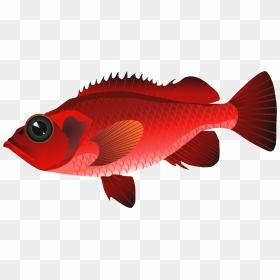 Cute Red Fish Clipart - Red Fish Clipart, HD Png Download - cod png