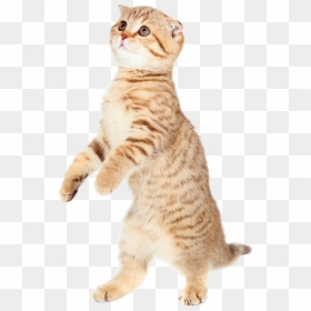 Cute Cat Png Pic - Bouncing Cat Toy, Transparent Png - cat png transparent