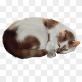 Transparent Cat Clipart - Cat Transparent Clip Art, HD Png Download - cat png transparent