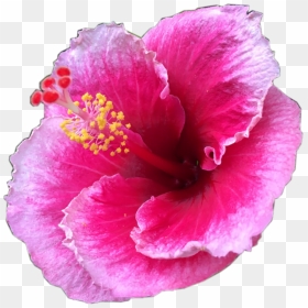 #pretty #pink #tropical #flower #tropicalflower #summer - Flower, HD Png Download - tropical flower png