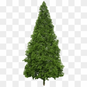 Evergreen Png Image - Douglas Fir Tree Png, Transparent Png - evergreen tree png