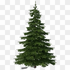 Evergreen Transparent Background - 64 Feet Tree, HD Png Download - evergreen tree png