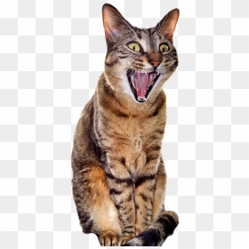 Surprised Cat [480 × 1058] - Yawning Cat Transparent Background, HD Png Download - cat png transparent