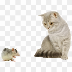 Cat And Mouse Image - Cat And Mouse Png, Transparent Png - cat png transparent