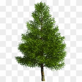 Evergreen Tree Pine Douglas Fir - Bald Cypress Tree Png, Transparent Png - evergreen tree png