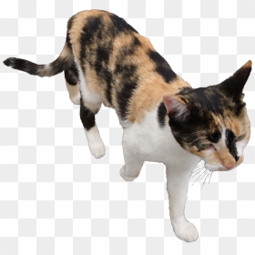 Cat Transparent Pngs ⚡ - Domestic Short-haired Cat, Png Download - cat png transparent