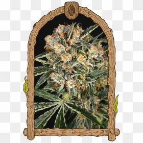 Transparent Hippie Png - Malasana Cookies, Png Download - hippie png