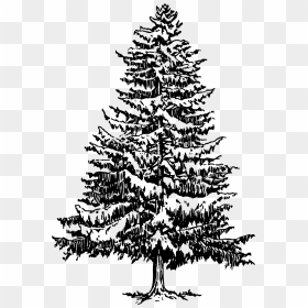 Pine Drawing Tree Evergreen Clip Art - Pine Tree Line Art, HD Png Download - evergreen tree png