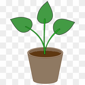 Plant, Flowerpot, Pot, Gardening, Leaf, Houseplant - Gambar Pot Bunga Png, Transparent Png - flower pot png