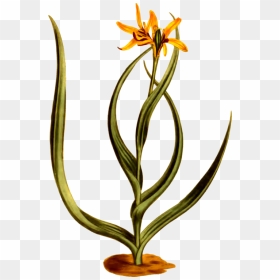 Plant,flower,flowerpot - Flower, HD Png Download - flower pot png