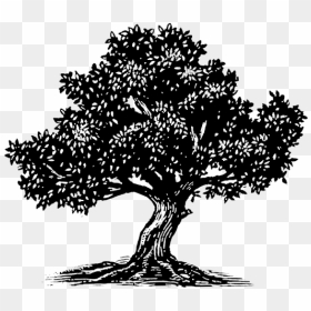 Icon Olive Tree Black - Olive Tree Icon Png, Transparent Png - tree icon png