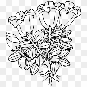 Hiker"s Gentian Clip Arts - Gentian Flower Clipart Black And White Transparent, HD Png Download - hiker png