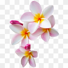 Frangipani Flower Png Image - Frangipani Png, Transparent Png - tropical flower png