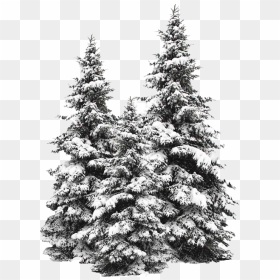 Snow Fir Tree Png Image - Transparent Snow Tree Png, Png Download - evergreen tree png