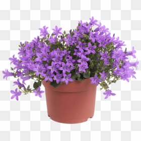 Lavender Flower Pot Png , Png Download - Flower In A Pot Png, Transparent Png - flower pot png