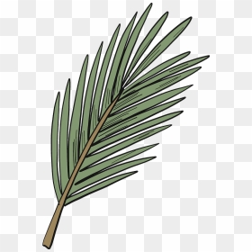 Evergreen Tree Branch Clipart - Pond Pine, HD Png Download - evergreen tree png