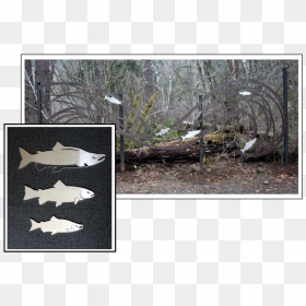Tfht-02 - Woodland, HD Png Download - fish silhouette png