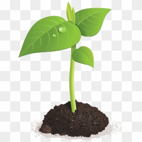 Green Sprout Png , Png Download - Bean Plant Transparent Background, Png Download - sprout png
