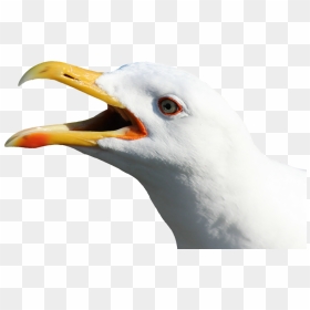 Gull Transparent Png - Seagull Head No Background, Png Download - screaming png