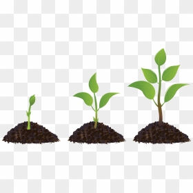 Clipart Sprout Drawing Seedling - Clipart Plant Growth, HD Png Download - sprout png