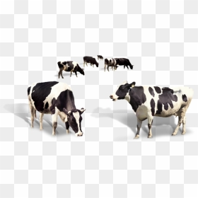 Cow Dairy Milk Taurus Cattle Png Image High Quality - Dairy Milk High Quality, Transparent Png - dairy milk png
