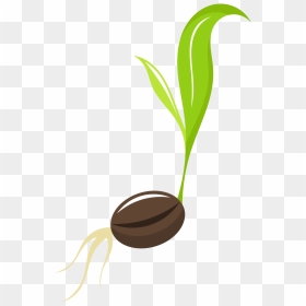 Tree Sprout Png - Clipart Seed To Plant, Transparent Png - sprout png