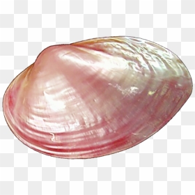 Clams Png Pic - Clam Png, Transparent Png - clam png