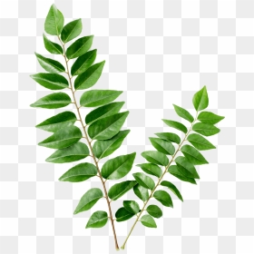 Thumb Image - Curry Leaves, HD Png Download - curry leaves png
