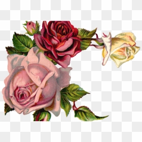 Free Digital Flower Pink Rose Corner Design - Flower Rose Corner Design, HD Png Download - rose flower design border png