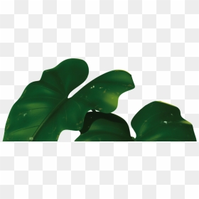 Transparent For Banana Leaves - Banana Leaves Png, Png Download - full banana leaf png