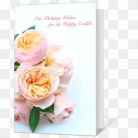 Wedding Wishes - Hybrid Tea Rose, HD Png Download - wedding wishes png
