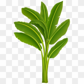 Banana Tree Images Hd Clipart , Png Download - Transparent Banana Tree Png, Png Download - full banana leaf png