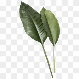 Leaf Png Image - Transparent Tropical Leaves Png, Png Download - full banana leaf png