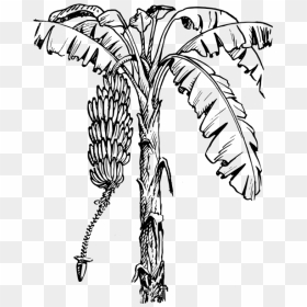 Banana Tree Pencil Drawing, HD Png Download - full banana leaf png